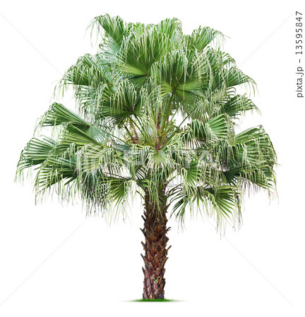 Palm tree Palm tree 13595847
