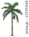 Palm tree 13595848