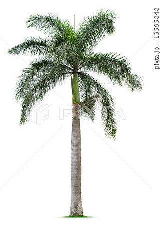 Palm tree Palm tree 13595848