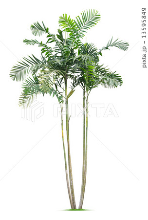 Palm tree Palm tree 13595849