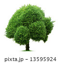 Tree 13595924