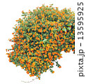 Shrub 13595925