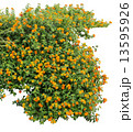 Shrub 13595926
