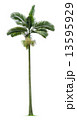 Palm tree 13595929