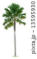 Palm tree 13595930