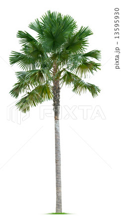 Palm tree 13595930