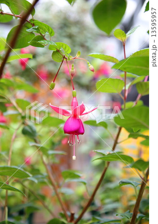 フクシアチャイム 13595957