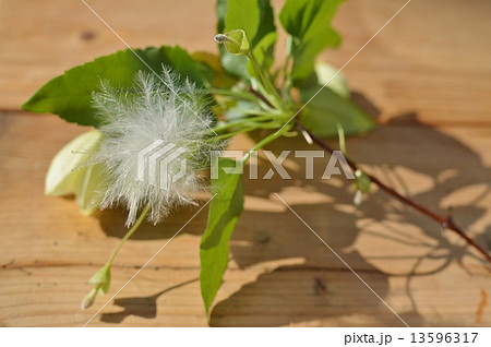 クレマチスの綿毛 クレマチスの綿毛 13596317