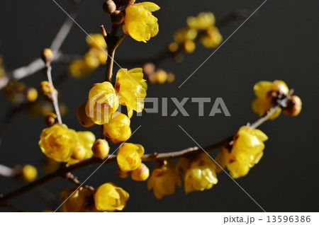 ロウバイ 13596386