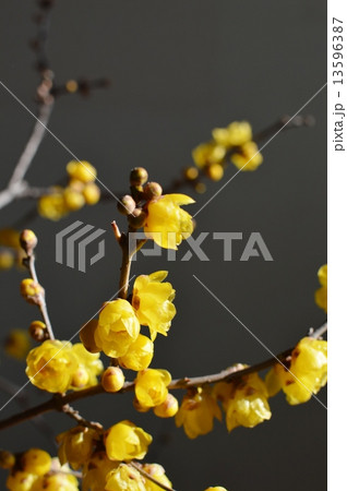 ロウバイ 13596387