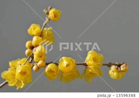 ロウバイ 13596388