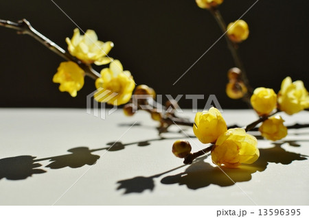 ロウバイ ロウバイ 13596395