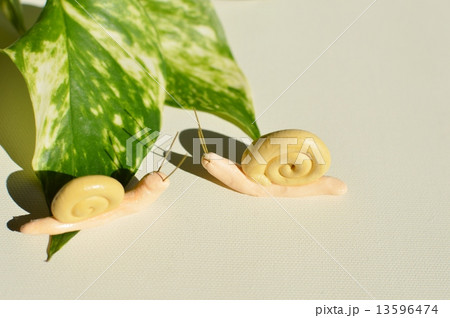 ポトスとかたつむり 13596474