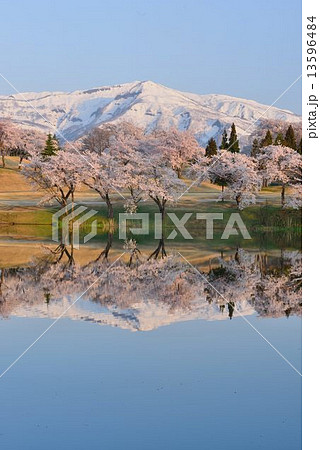 越後の山と桜 13596484