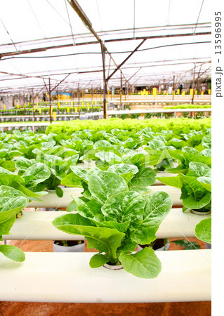 Vegetable farm using hydroponics system 13596995