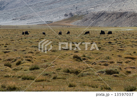 Yak at Nubra Valley Leh Ladahk India 13597037