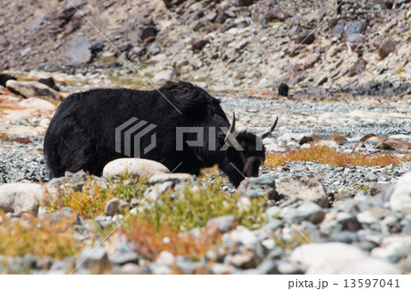 Yak at Nubra Valley Leh Ladahk India 13597041