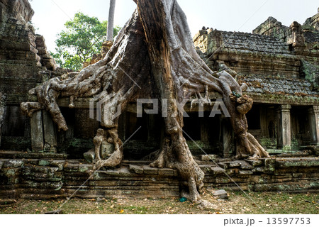 Big Tree at Preah Khan Temple, Angkor Wat, cambodia. 13597753