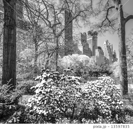 Central park, New York City. USA. 13597835