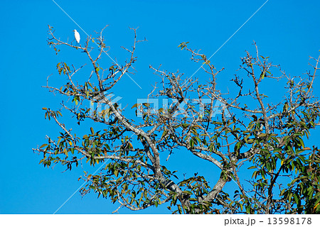 Asian white stork on a tree. Laos. Asian white stork on a tree. Laos. 13598178
