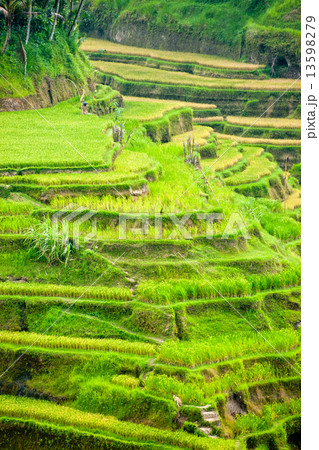 Amazing Rice Terrace field, Ubud, Bali, Indonesia. Amazing Rice Terrace field, Ubud, Bali, Indonesia. 13598279