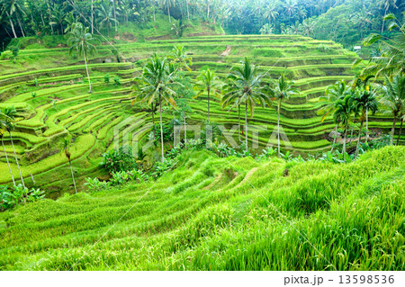 Amazing Rice Terrace field, Ubud, Bali, Indonesia. 13598536