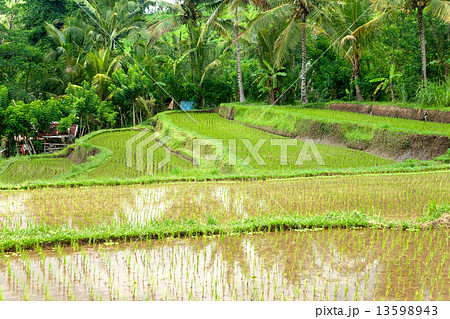 Amazing Rice Terrace field, Ubud, Bali, Indonesia. 13598943