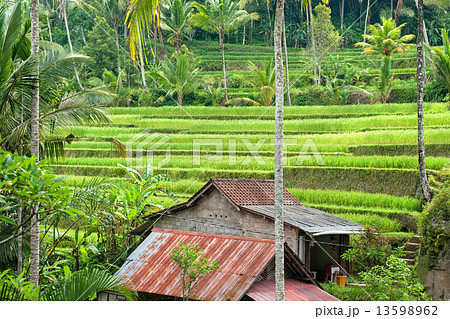 Amazing Rice Terrace field, Ubud, Bali, Indonesia. 13598962
