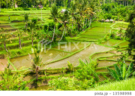 Amazing Rice Terrace field, Ubud, Bali, Indonesia. Amazing Rice Terrace field, Ubud, Bali, Indonesia. 13598998