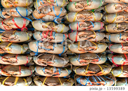 Live Crabs ready to be cooked! 13599389