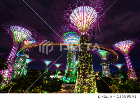 SINGAPORE - MARCH 19: Night view of The Supertree Grove at Garde SINGAPORE - MARCH 19: Night view of The Supertree Grove at Garde 13599943