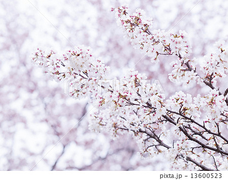 桜(チシマザクラ) 桜(チシマザクラ) 13600523