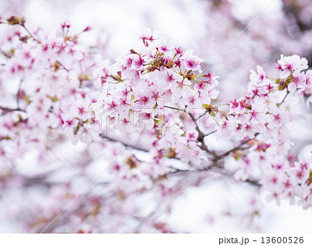 桜（ミヤマザクラ）の写真素材 [13600526] - PIXTA