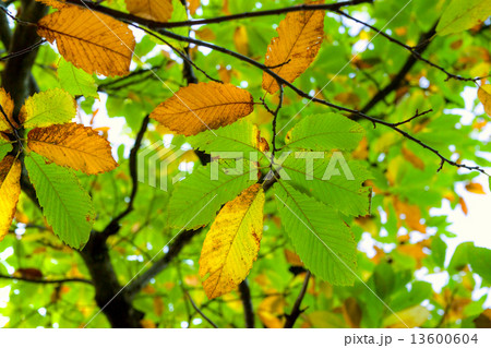 Autumnal Chestnut's Leaf Autumnal Chestnut's Leaf 13600604