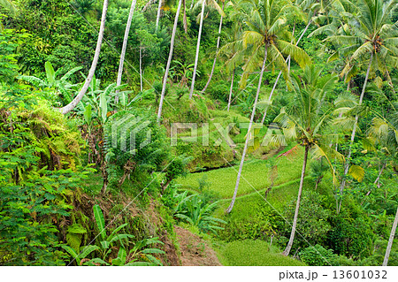 Amazing Rice Terrace field, Ubud, Bali, Indonesia. 13601032