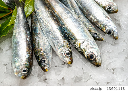 Fresh sardines on ice. 13601118