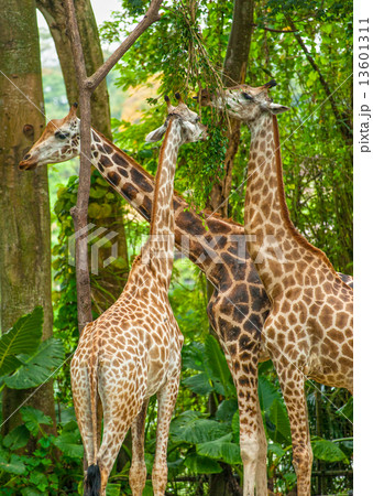 Three Giraffe eating foliage. Three Giraffe eating foliage. 13601311