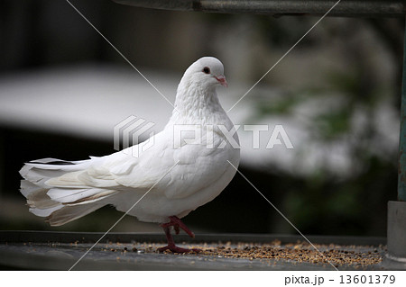 クジャクバト 13601379