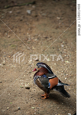 オシドリ 13601408