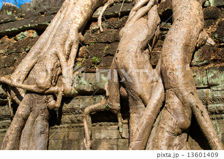 Detail of big at Ta Prohm, Siem reap, Cambodia. Detail of big at Ta Prohm, Siem reap, Cambodia. 13601409