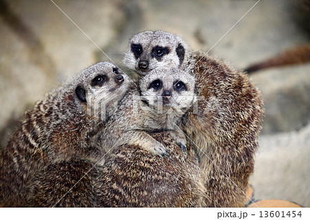 ミーアキャット ミーアキャット 13601454