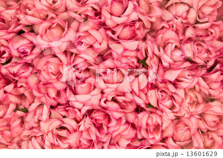 Bright pink roses 13601629
