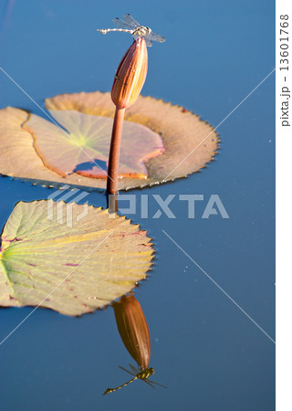Dragonfly on waterlily. 13601768