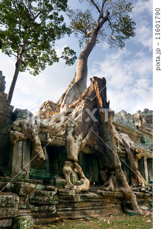 Big Tree at Preah Khan Temple, Angkor Wat, cambodia. Big Tree at Preah Khan Temple, Angkor Wat, cambodia. 13601790