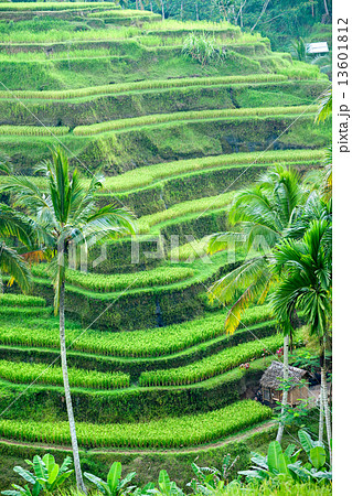 Amazing Rice Terrace field, Ubud, Bali, Indonesia. 13601812