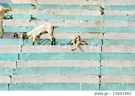 Animals on the Ghats, Varanasi (Benares) Animals on the Ghats, Varanasi (Benares) 13601962