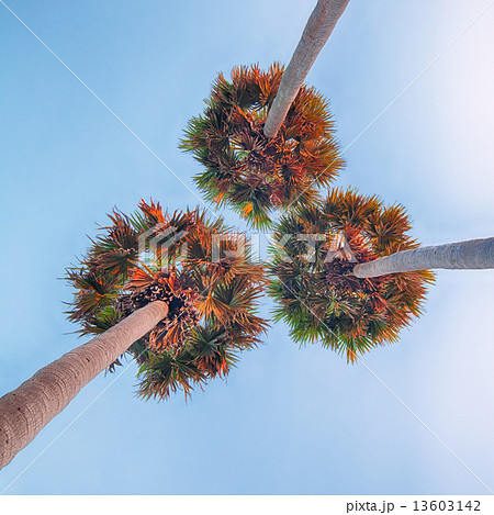Three high palm trees shot from below Three high palm trees shot from below 13603142