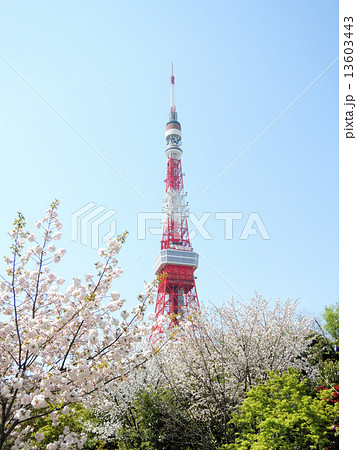 東京タワー 13603443