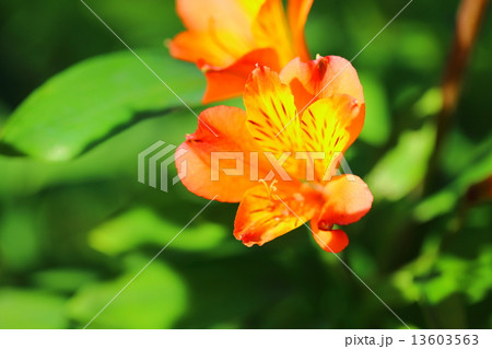 アルストロメリア 13603563