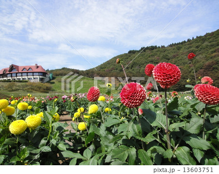 ダリアと青空 ダリアと青空 13603751